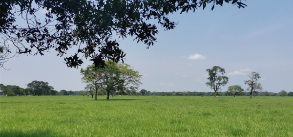 llanos 94